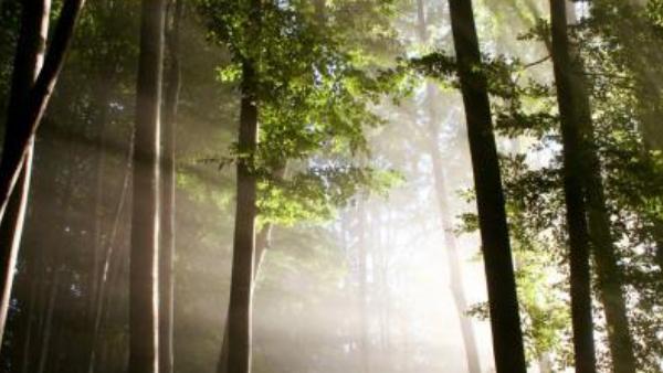 La voyance et votre coaching en amour